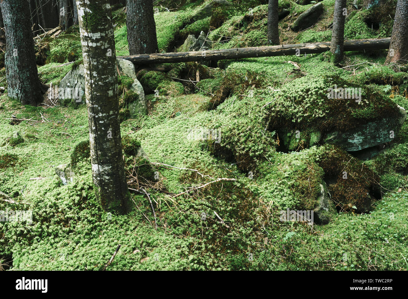 Üppige Moos auf den Felsen im Wald Stockfoto