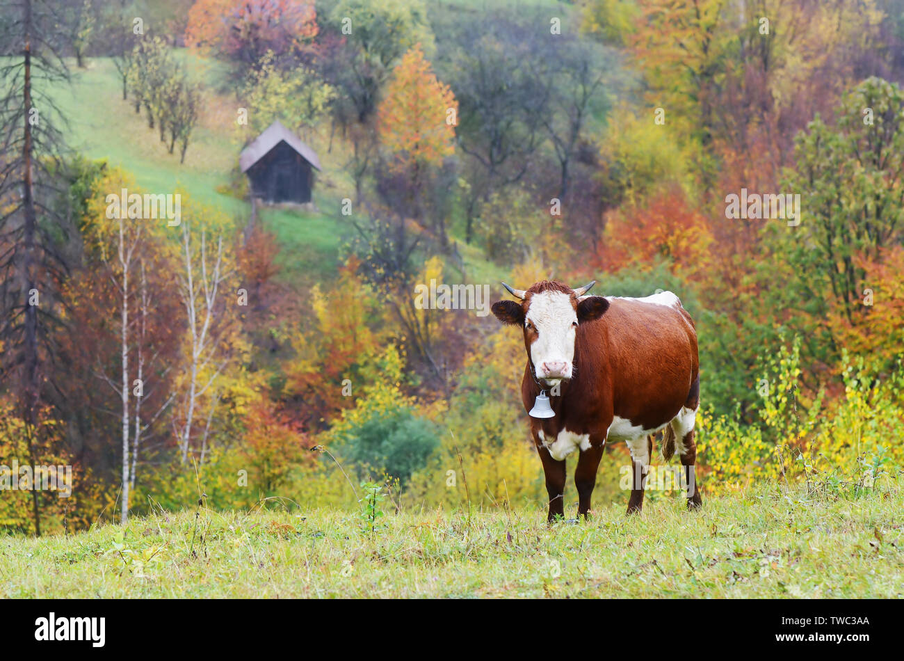 Braun Kuh mit Glocke. Weide im Bergdorf. Herbst Stockfoto