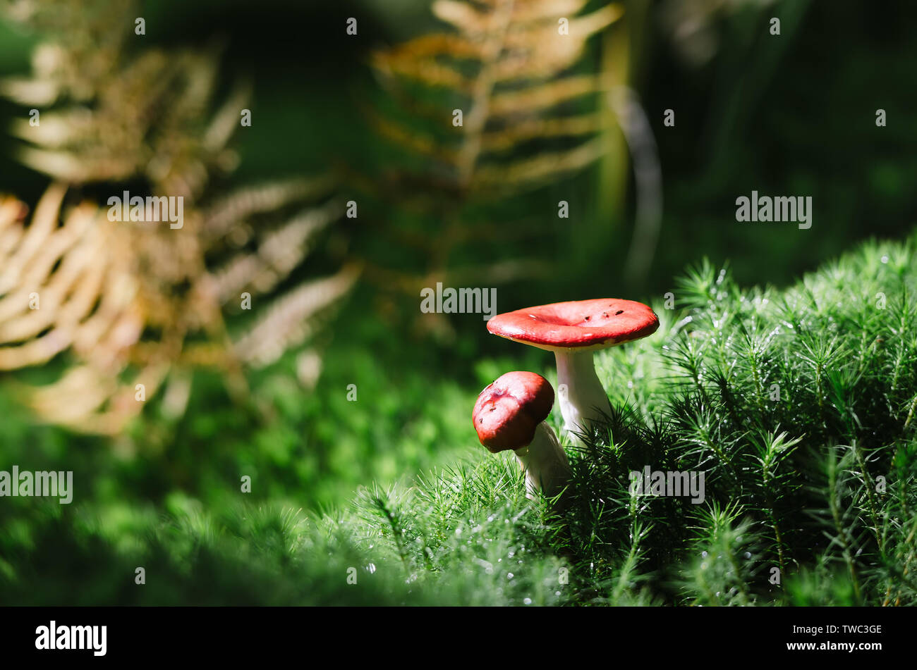 Psathyrella Pilz mit einem roten Hut. Sonnigen Tag im Wald Stockfoto