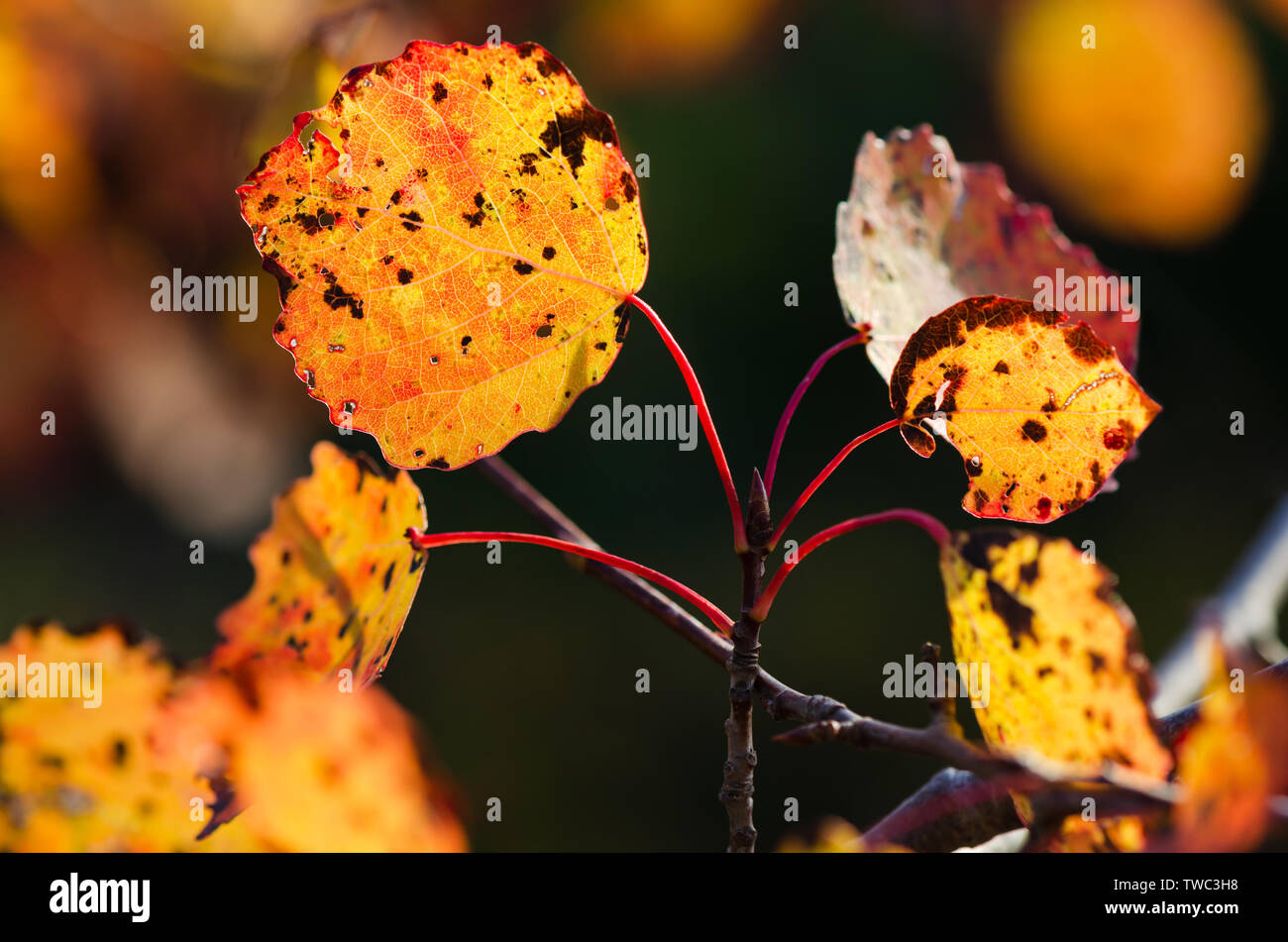 Zweig der Herbst aspen Blätter ist gelb. Schönheit in der Natur Stockfoto