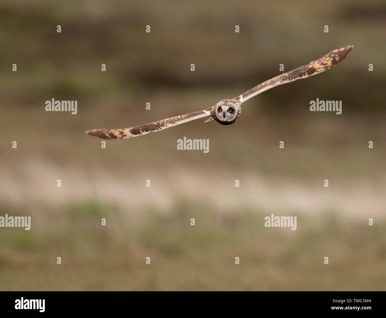 Eine wilde Short Eared Owl (Asio Flammeus) jagt niedrig über Wiesen, North Uist, Äußere Hebriden, Schottland Stockfoto