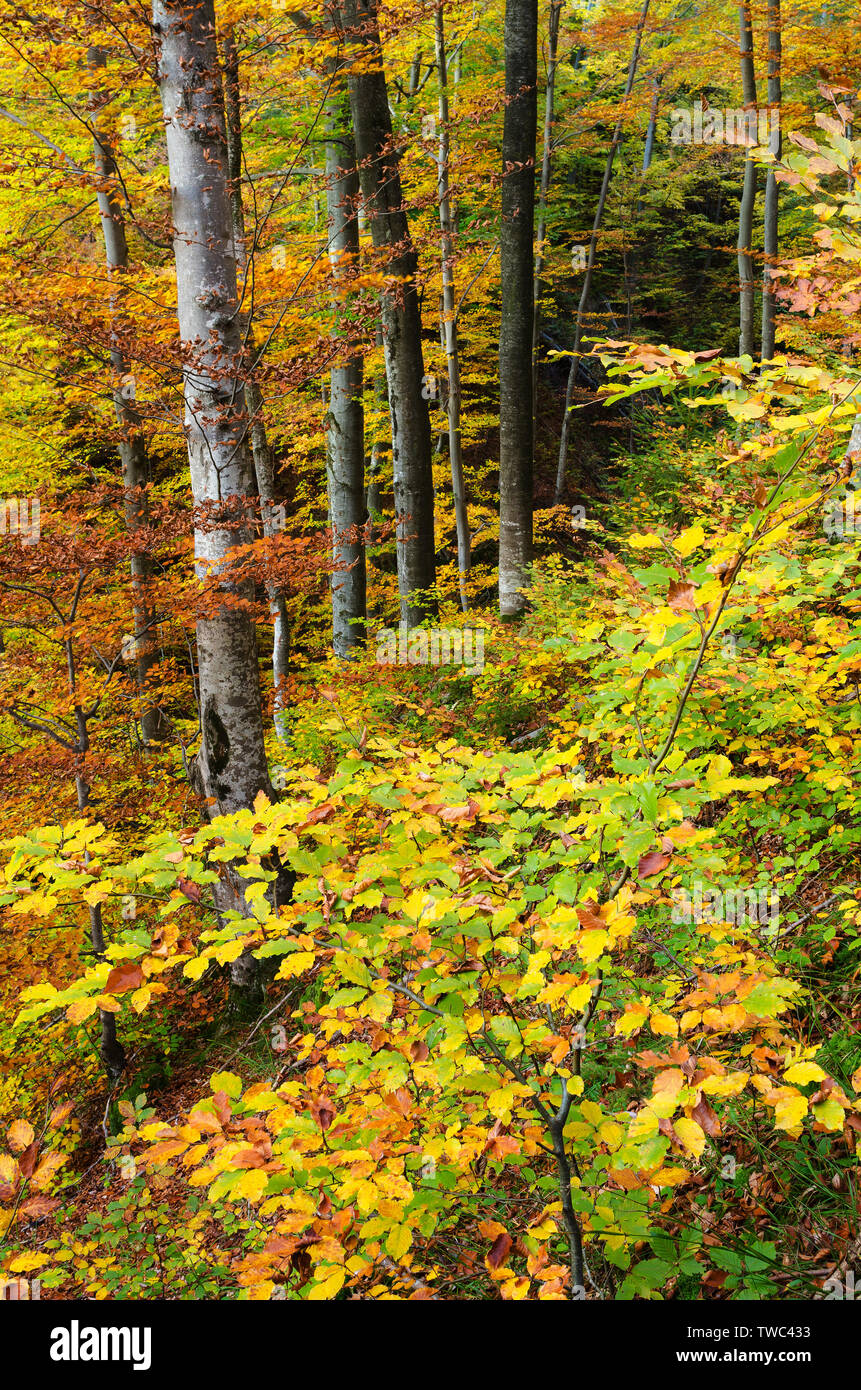 Herbst in der Buchenwälder. Saisonale Landschaft mit bunten Bäumen Stockfoto