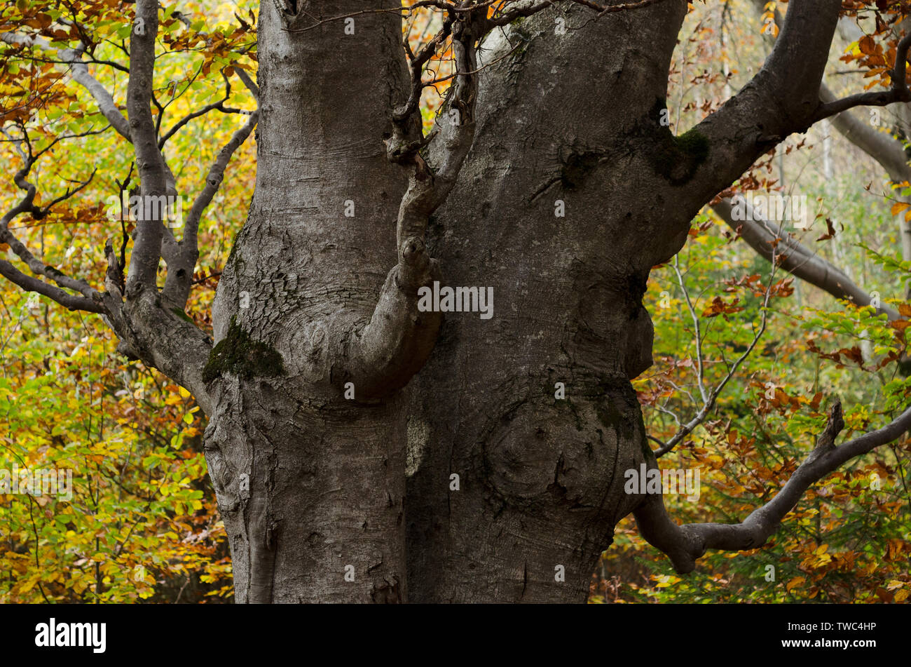 Herbst in der Buchenwälder. Der Stamm einer Fee stämmigen Baum. Schönheit in der Natur Stockfoto