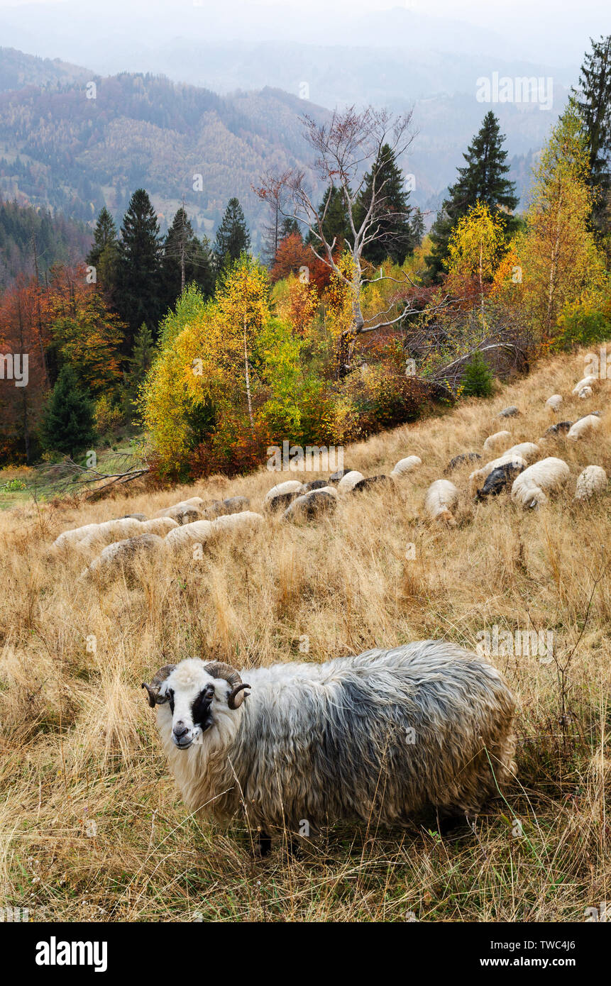 Herbst Landschaft. Schafe auf der Weide in den Bergen Stockfoto