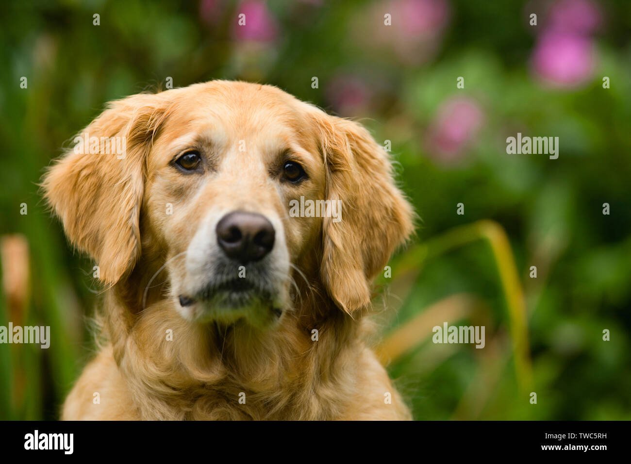 Porträt eines neugierigen Hund suchen. Stockfoto
