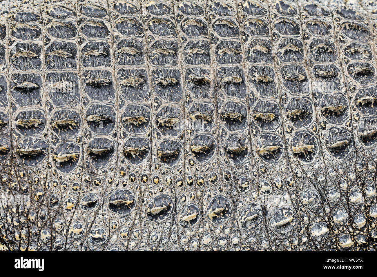 Hintergrund Textur von Krokodil krokodil Haut. Nahaufnahme des echten lebenden Alligator mit Spitzen in der Haut. Stockfoto