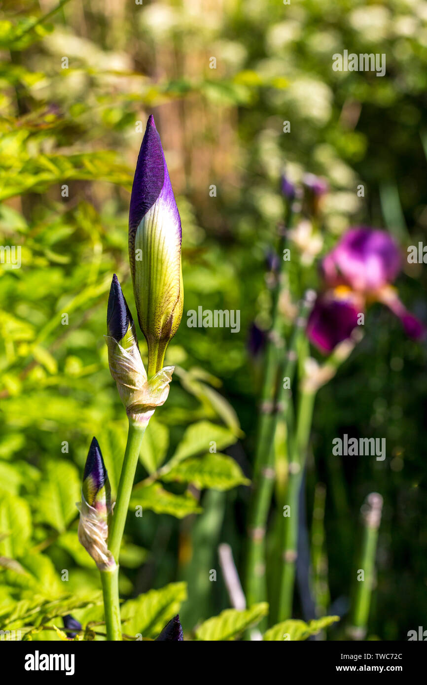 Nahaufnahme von geschlossener Iris Blume in einem Garten, Deutschland Stockfoto