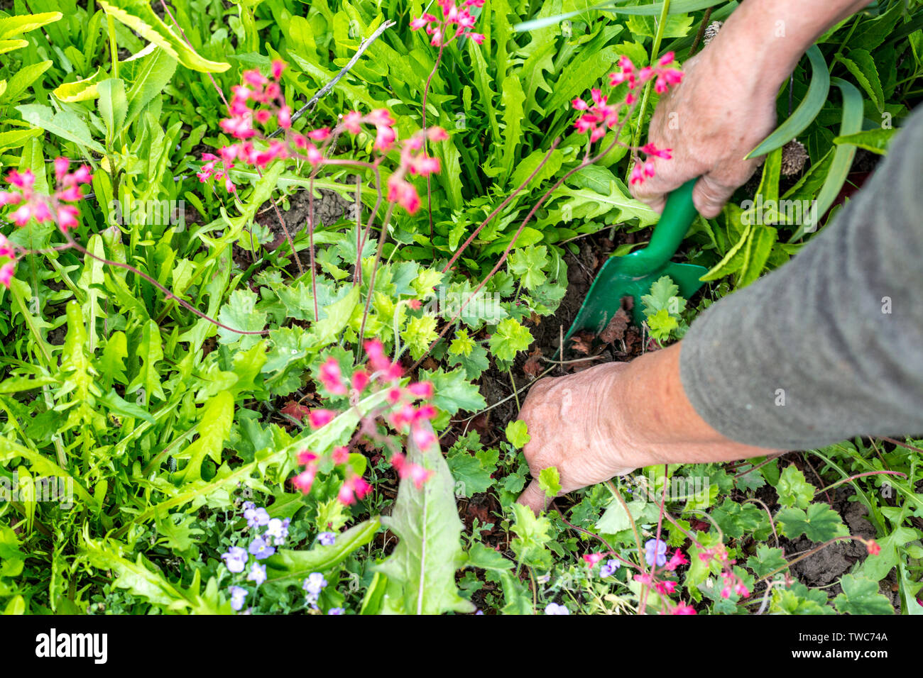 Hände von Frau Gärtner wiederbepflanzung Heuchera Pflanze im Garten am Ende Mai (1), Deutschland Stockfoto