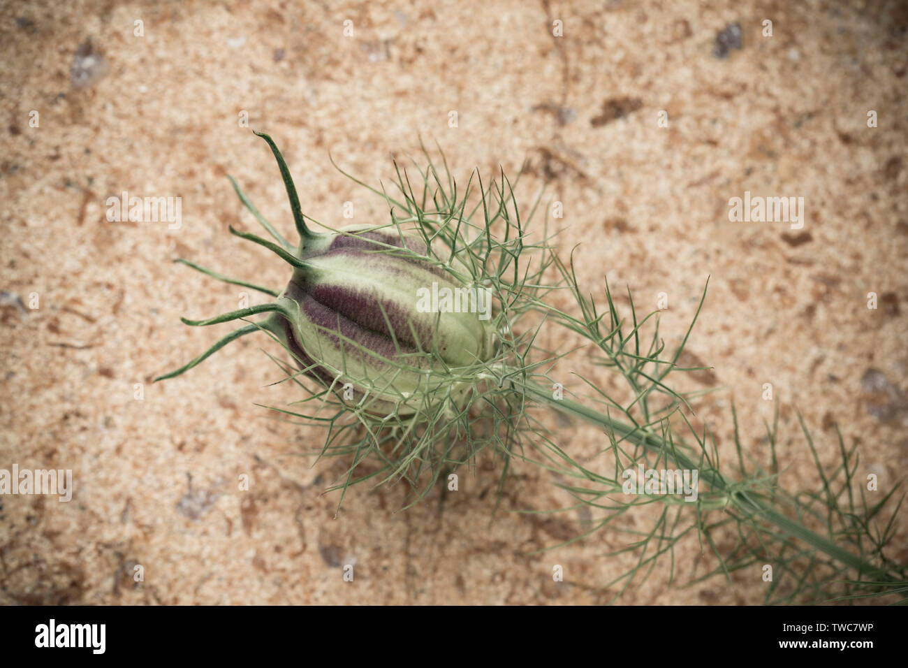 Die grüne, reife Samenkapsel Nigella Damascena, als Liebe-in-a-Mist, gegen eine leichte Stein Hintergrund fotografiert bekannt. Bild entsättigt. Tun Stockfoto