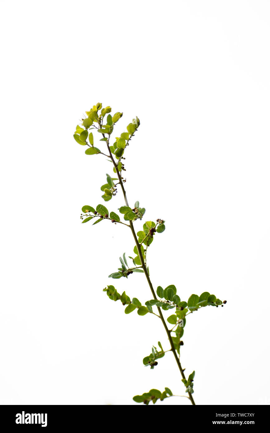Zweig einer Pflanze mit weißen Hintergrund Stockfoto