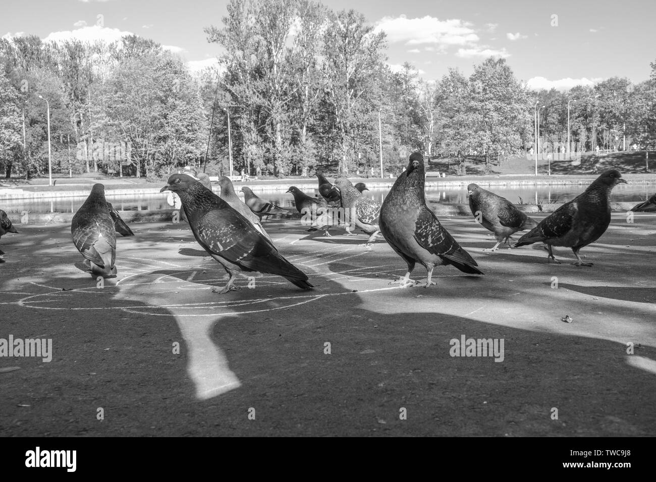 Tauben essen ihr futter SchwarzweißStockfotos und bilder Alamy