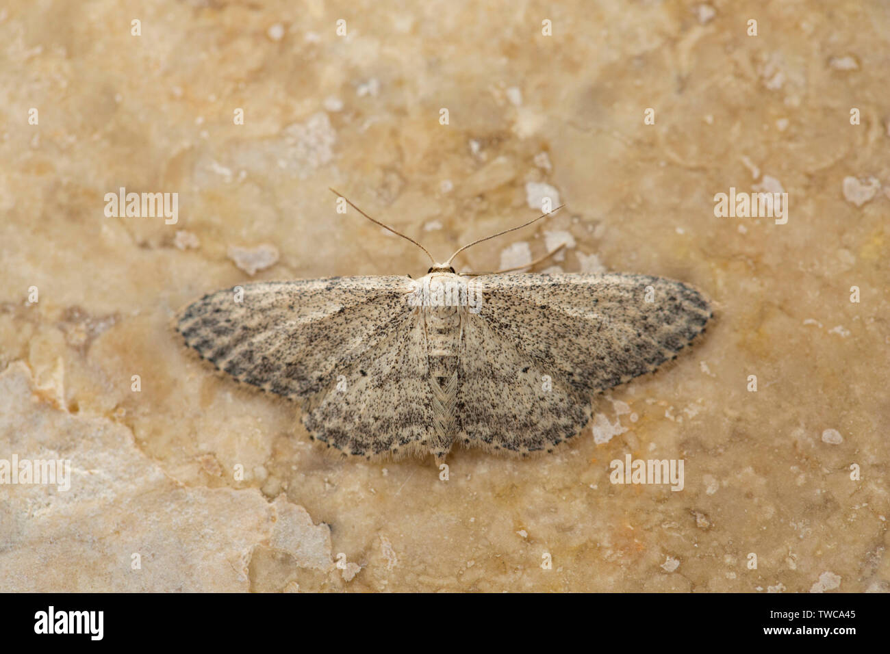 Motten Tarnmuster Stockfotos Motten Tarnmuster Bilder Alamy