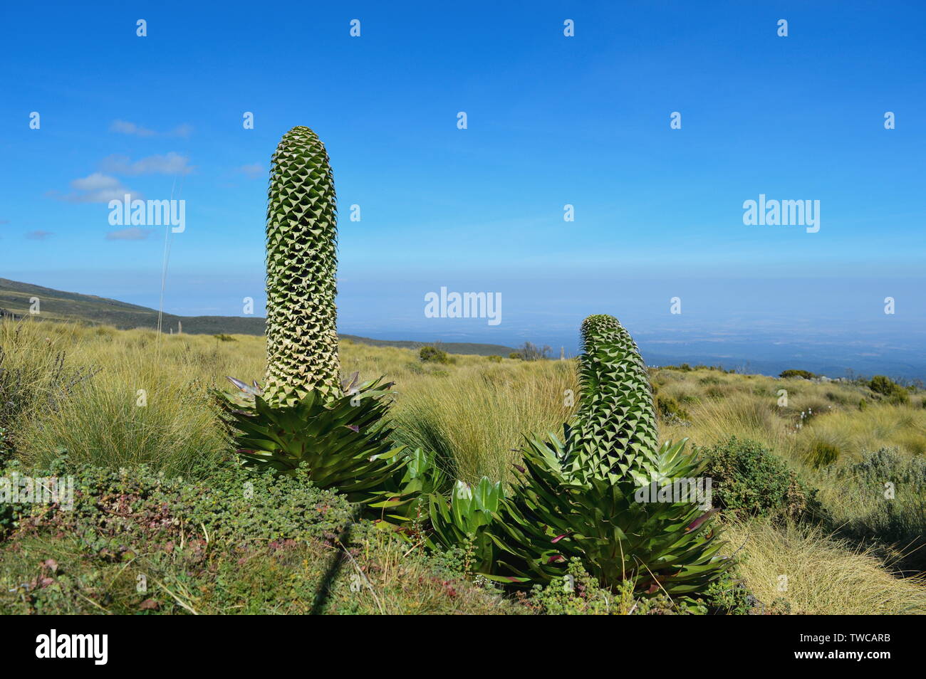 Riesige Lobelia-Pflanzen im Mount Kenya Stockfoto