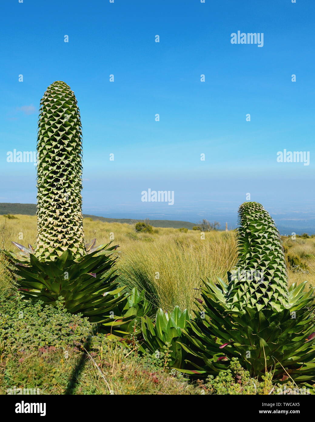Riesige Lobelia-Pflanzen im Mount Kenya Stockfoto