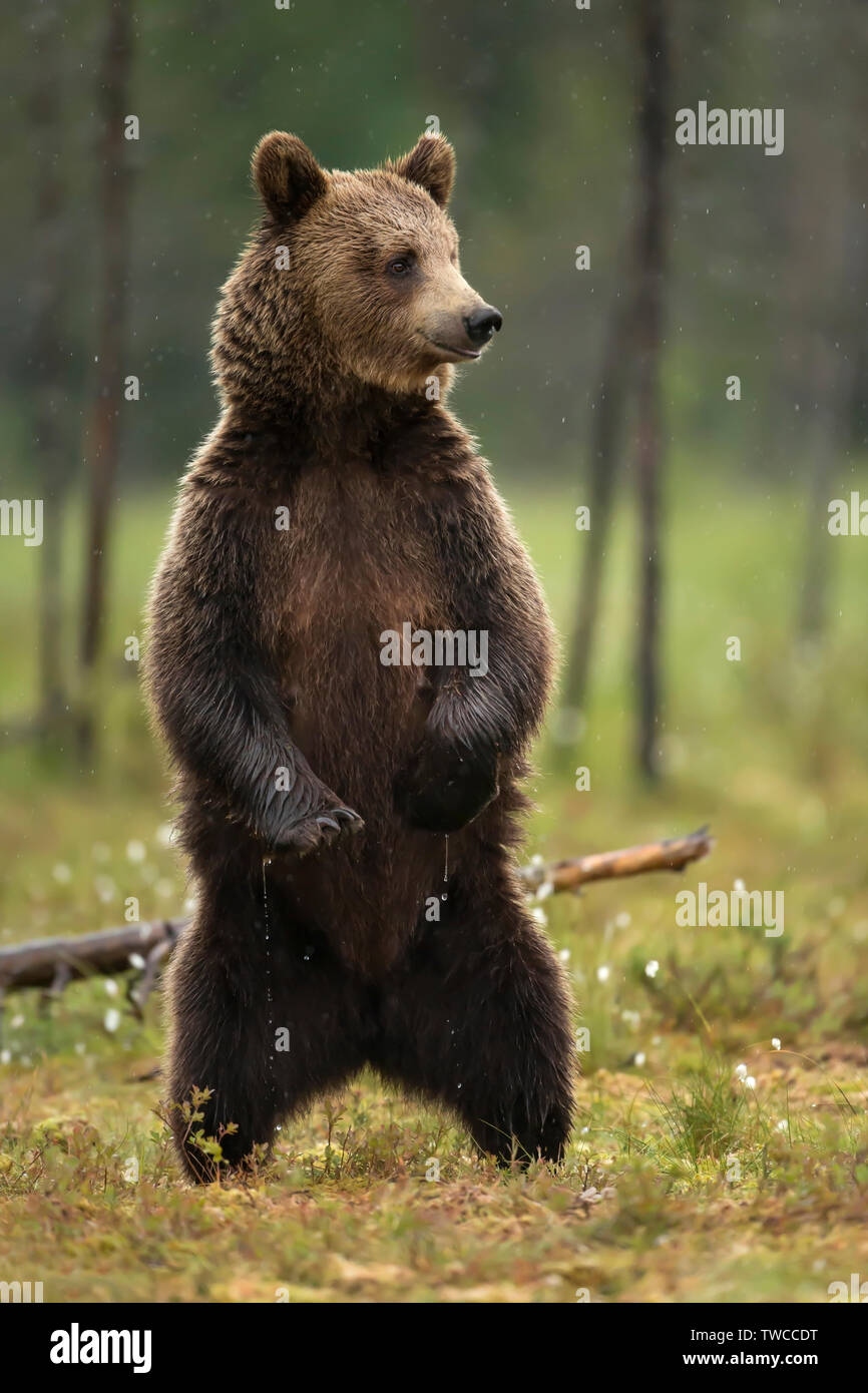Nahaufnahme des Eurasischen Braunbär (Ursus arctos arctos) steht auf den Hinterbeinen für eine bessere Sicht auf die Umgebung im finnischen Wald. Stockfoto