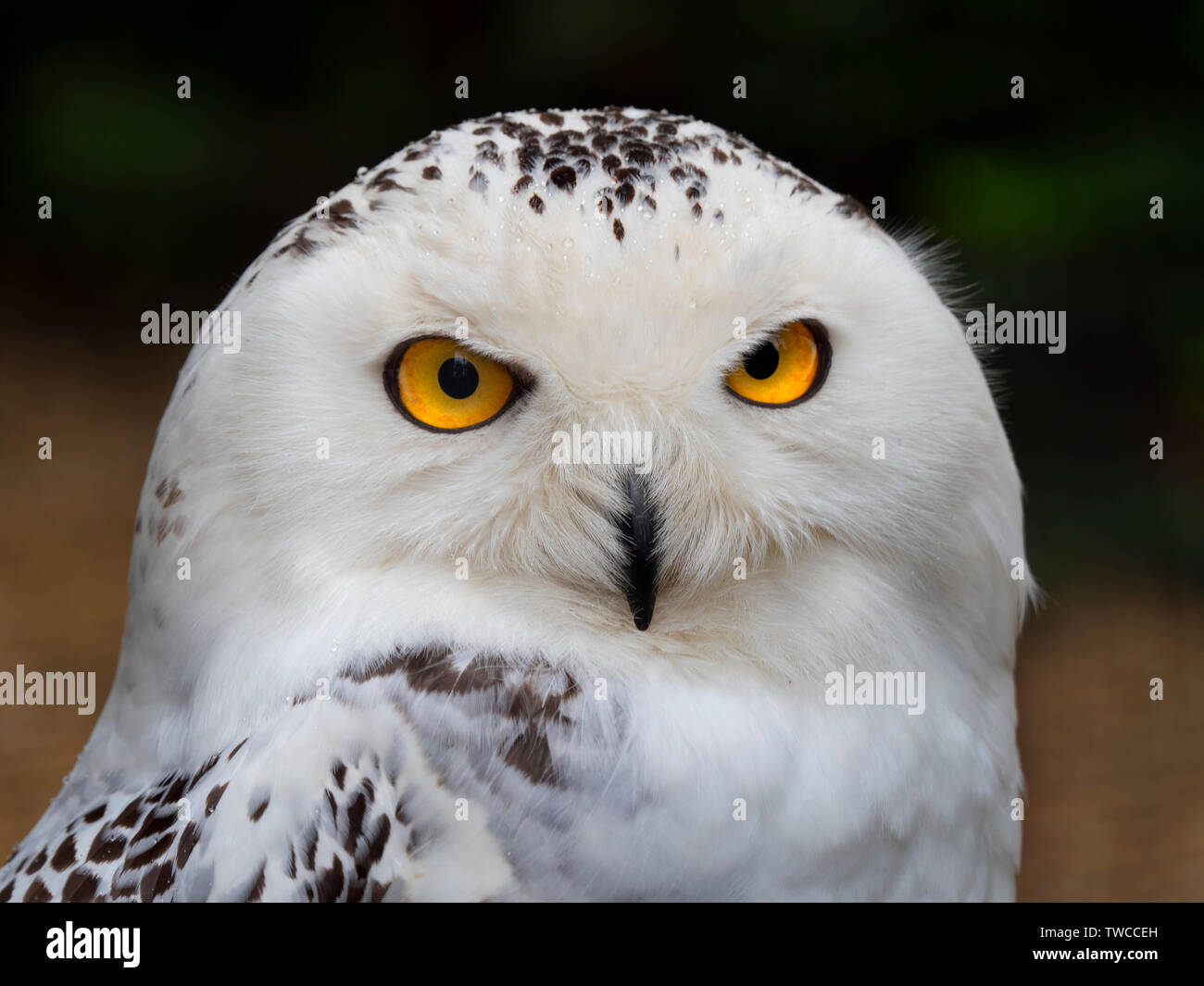 Weibliche Schneeeule Bubo scandiacus Captive Stockfoto