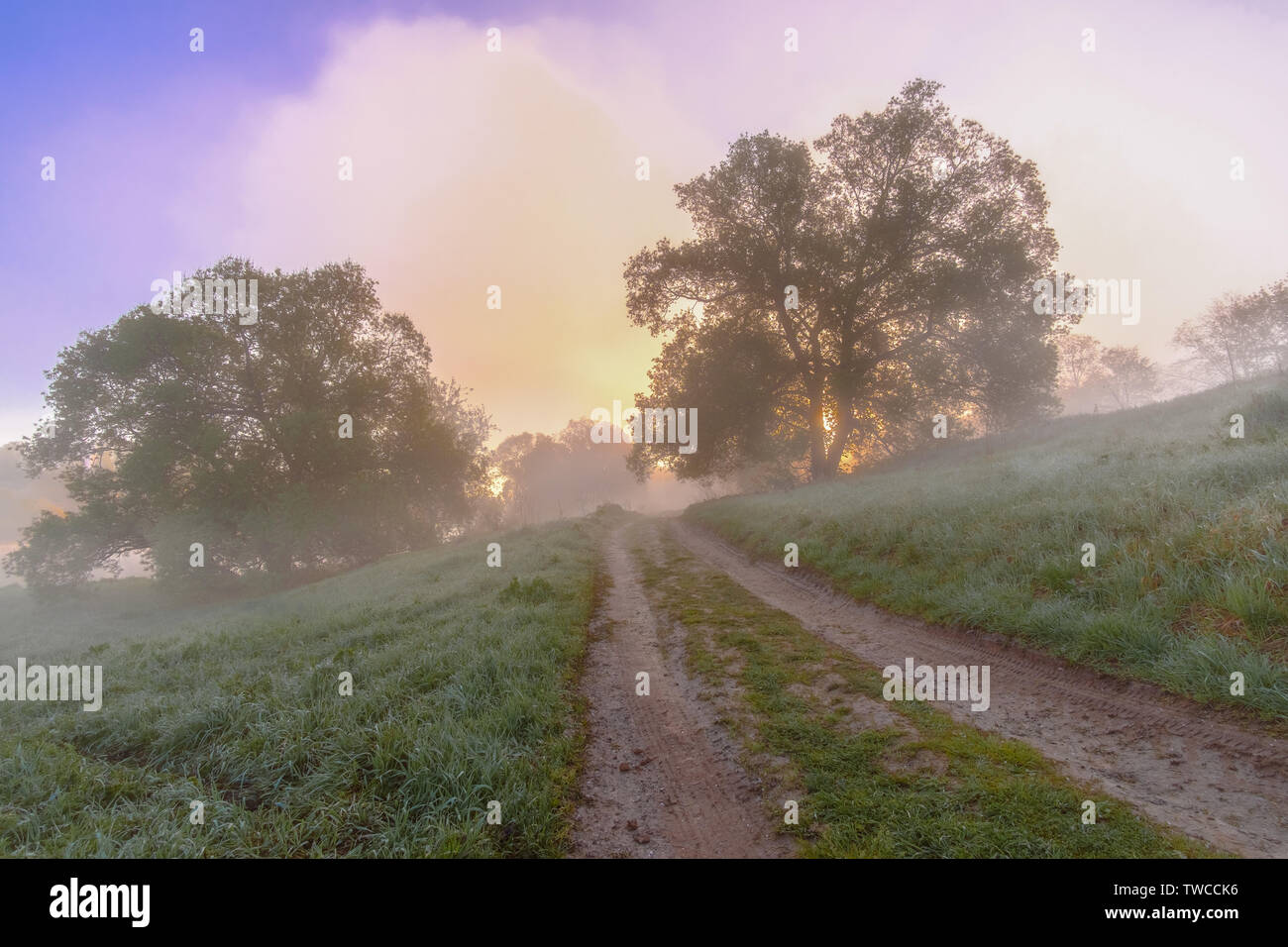 Ein Feld Straße lauert zwischen Bäumen in dichten Nebel gehüllt. Geheimnisvolle anzeigen. Die Dämmerung Licht der Sonne macht seinen Weg durch die Äste der Bäume und c Stockfoto