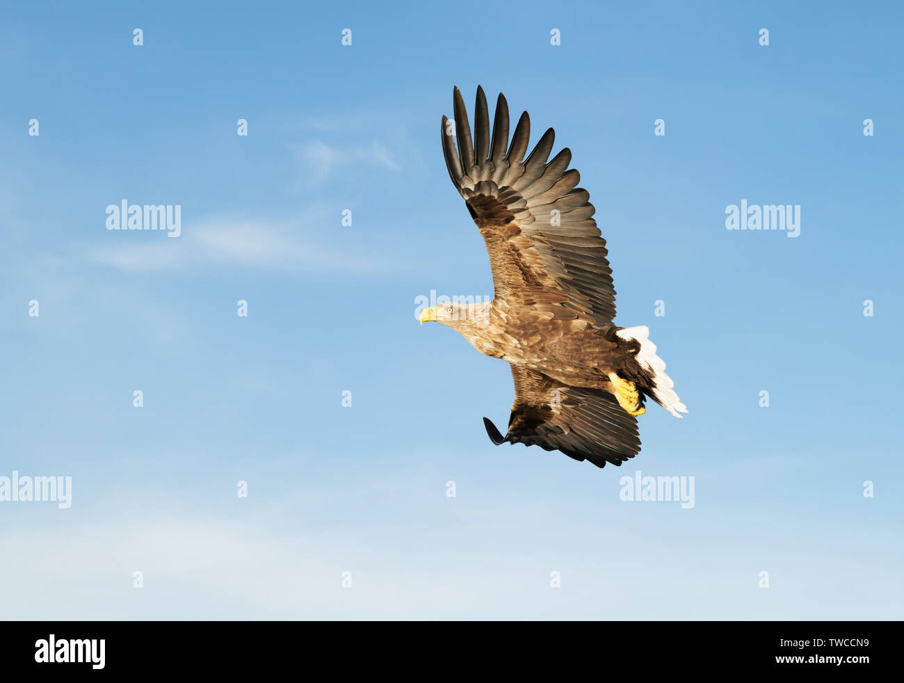 Seeadler Seeadler (Haliaeetus albicilla) im Flug. Stockfoto