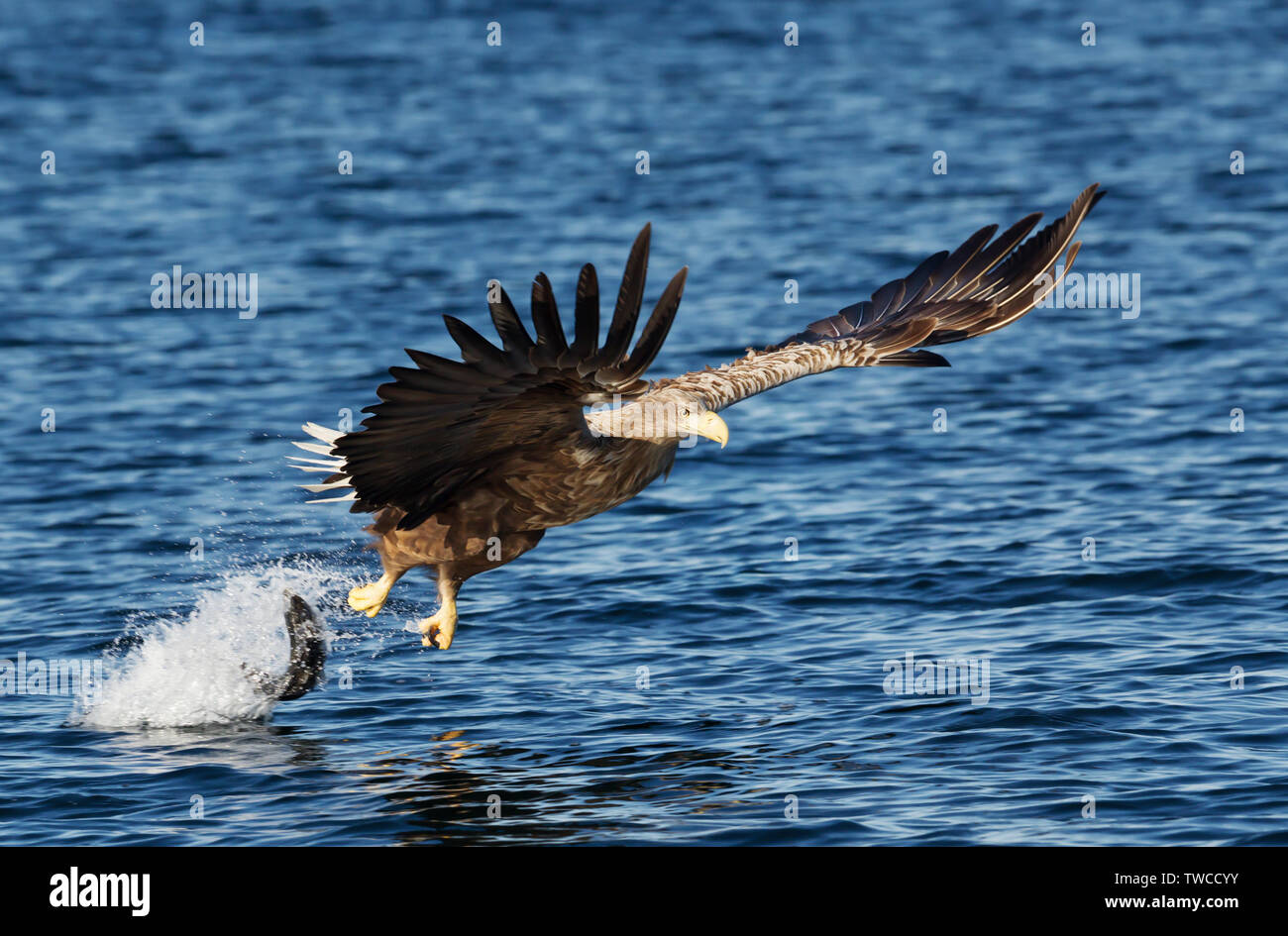 Nahaufnahme eines Seeadler Seeadler (Haliaeetus albicilla) in Aktion. Stockfoto