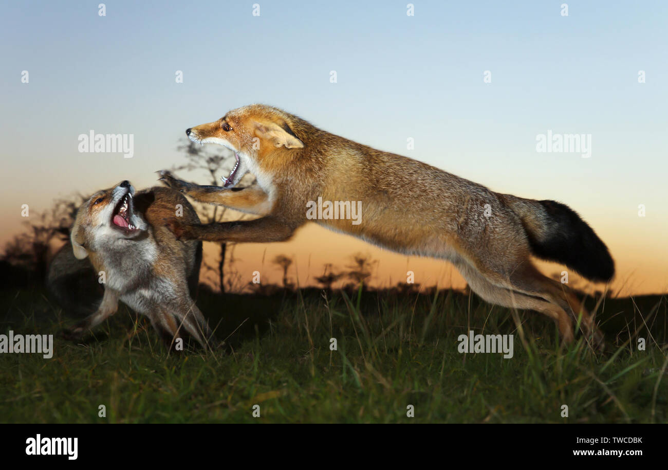 In der Nähe von zwei rote Füchse angreift und kämpft über ein Gebiet. Stockfoto
