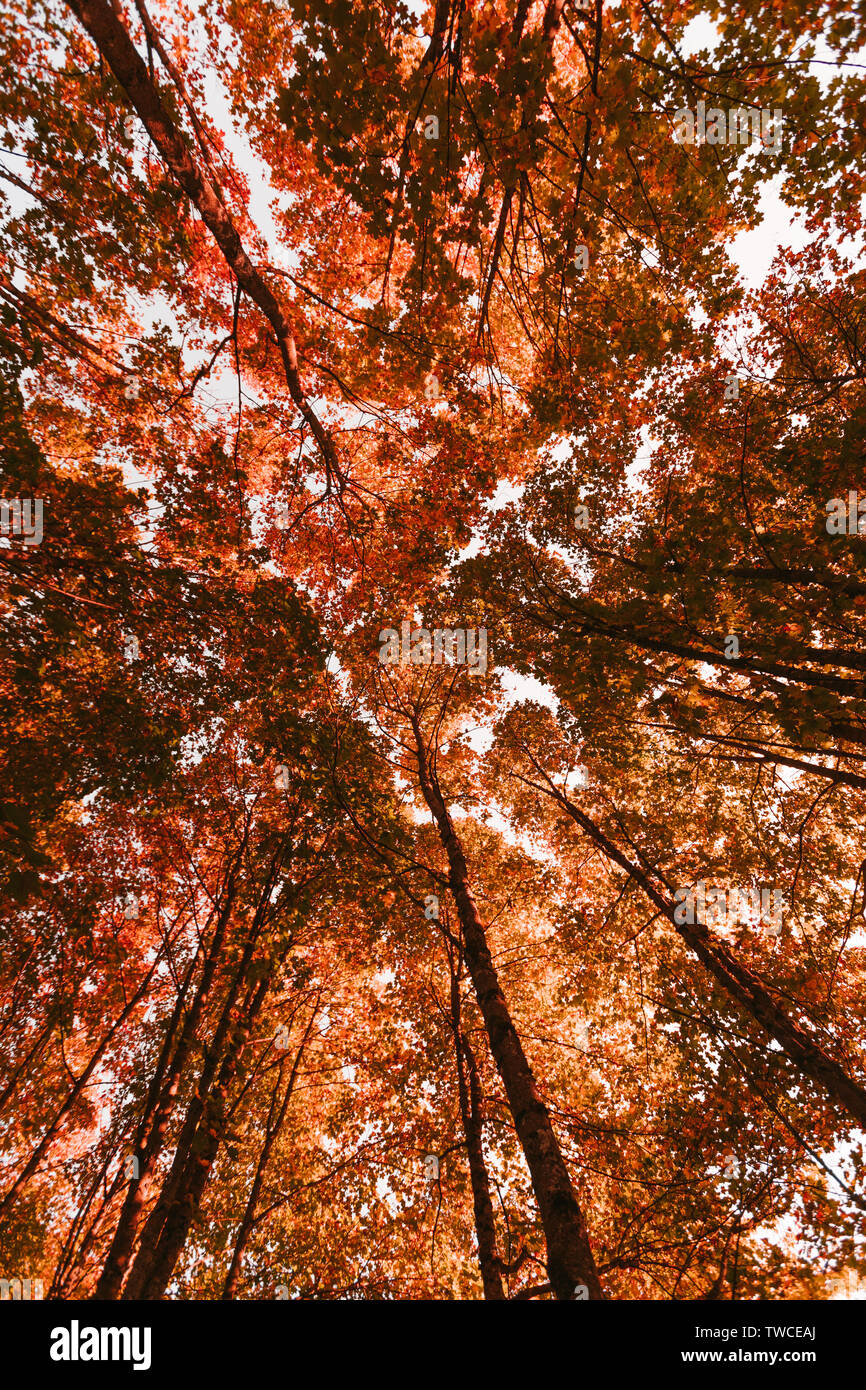 Im Herbst Wald. Tops von gelb orange braun Blätter der Bäume Stockfoto
