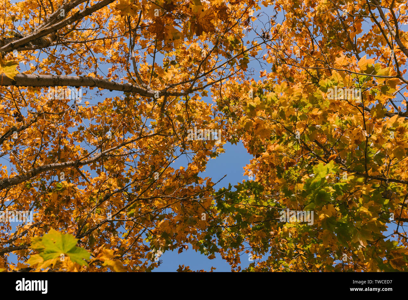 Im Herbst Wald. Tops von gelb orange braun Blätter der Bäume Stockfoto