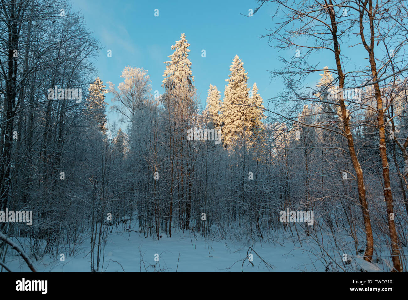 In einem verschneiten Winterwald in gute, klare frostige Wetter Stockfoto