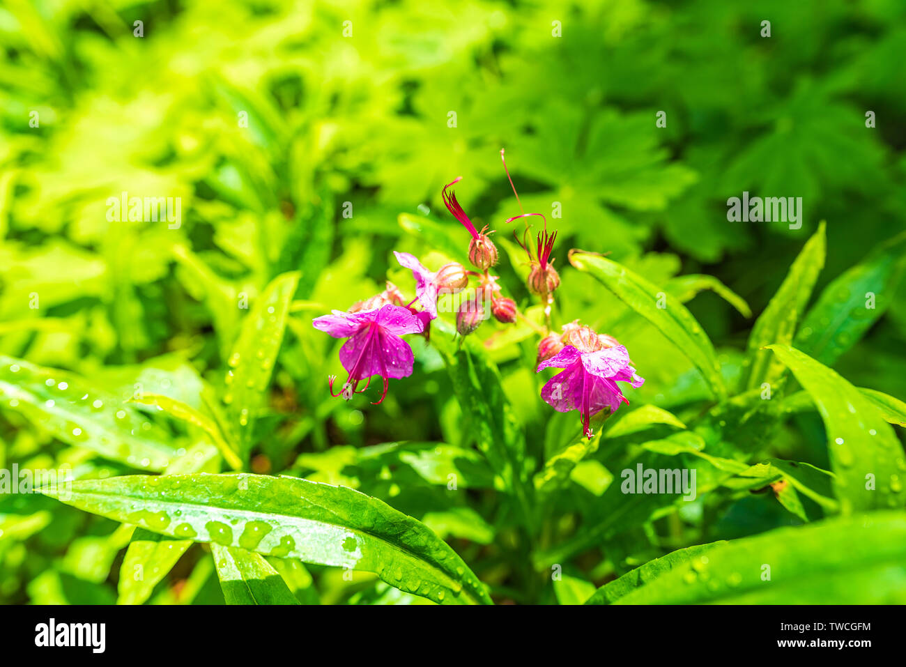 Grüne Geranium macrorrhizum in lila Blüte (auch bekannt als bigroot Geranien) Stockfoto