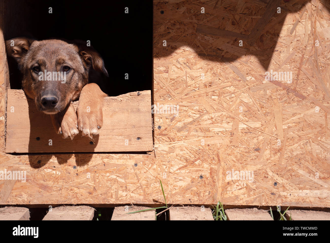 Foto von Ingwer Hund in Holz- stand im Hof sitzen im Sommer Stockfoto