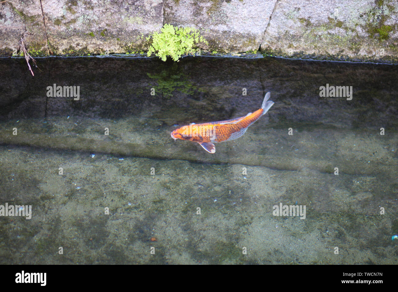 Orange koy karpfen Fotos und Bildmaterial in hoher Auflösung Alamy