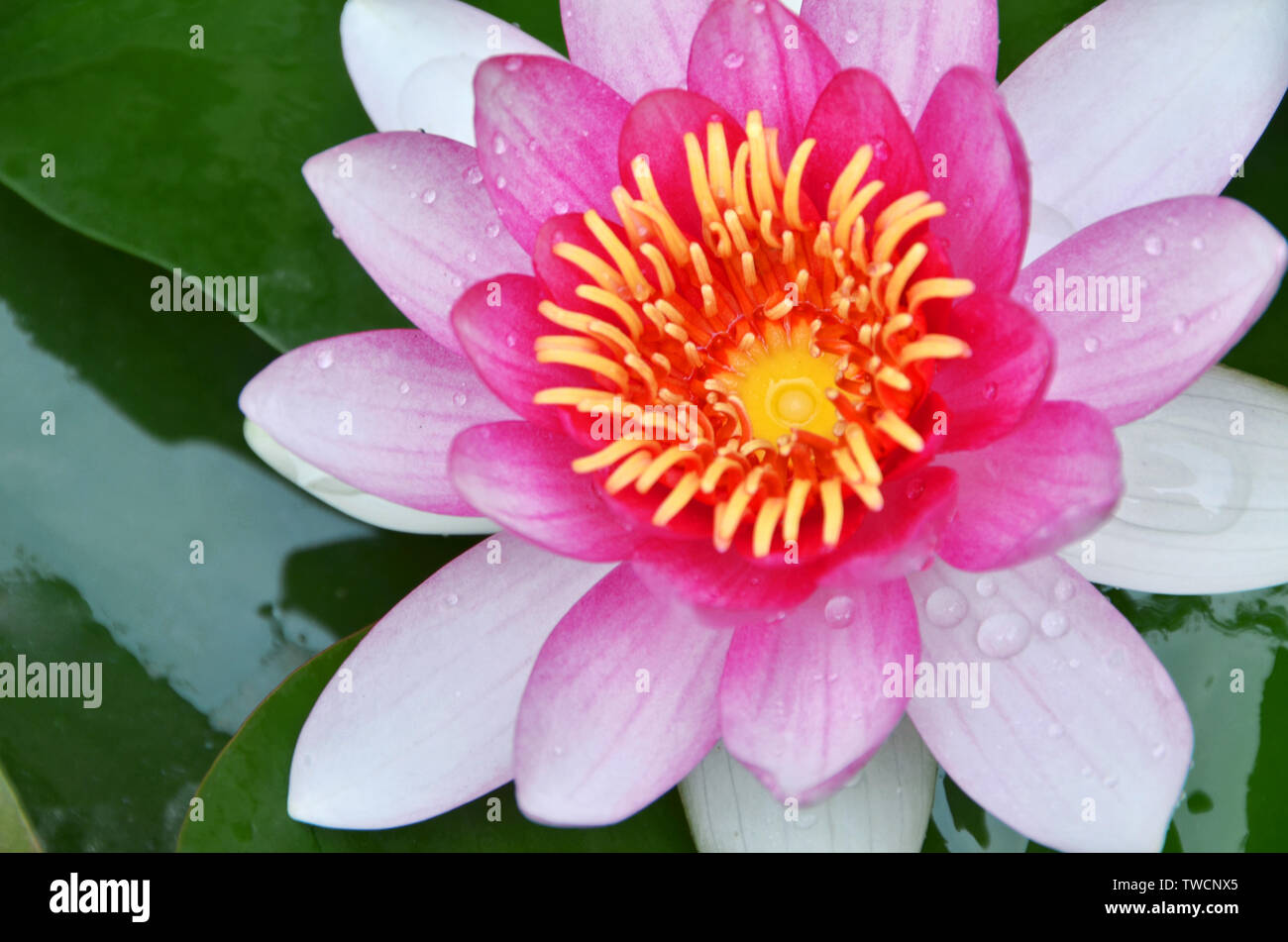 Zarte Nightlilies. Stockfoto