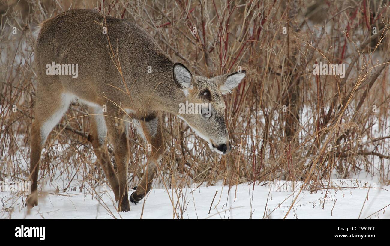 White-tailed Deer Stockfoto