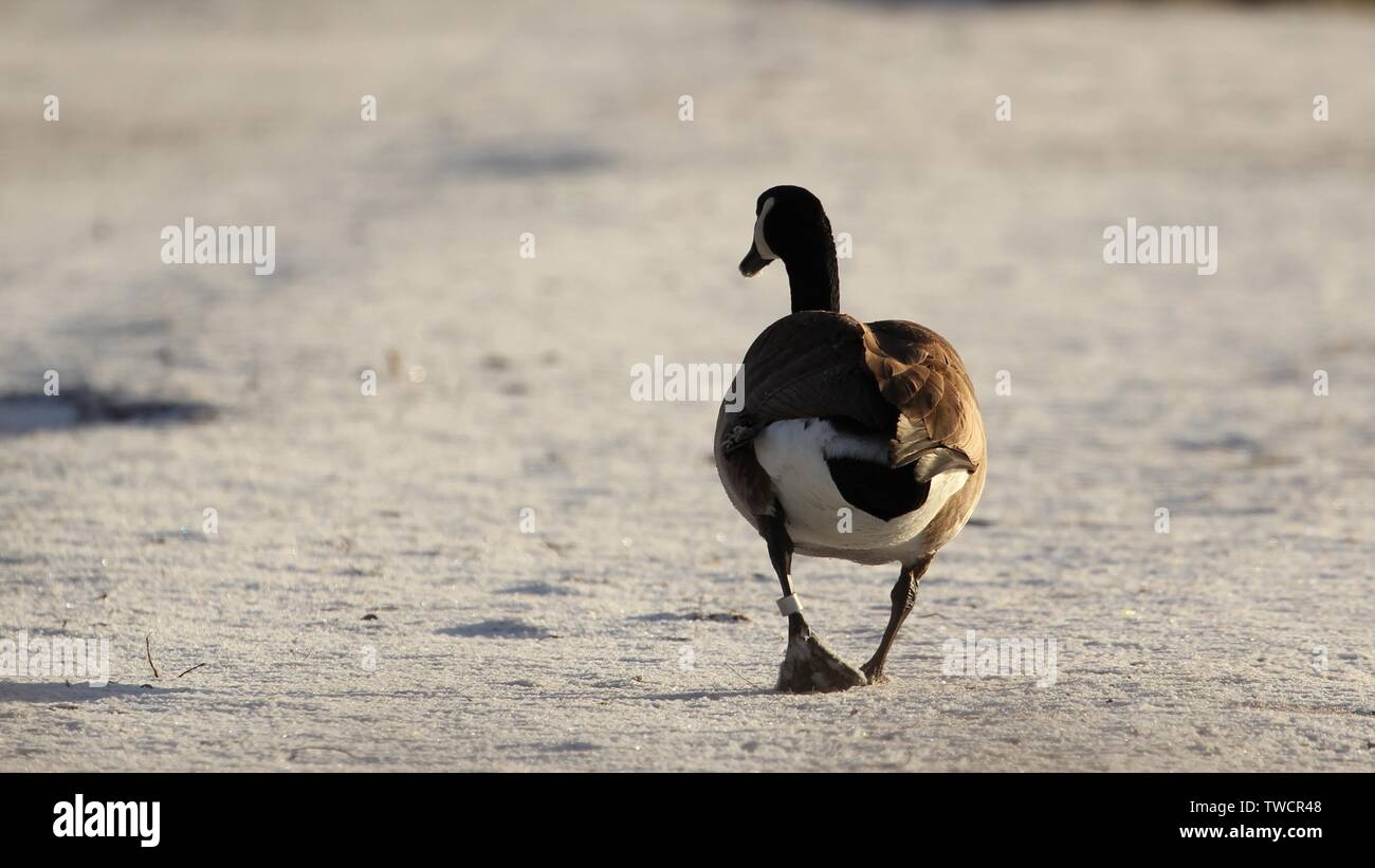 Kanadische Gans Stockfoto
