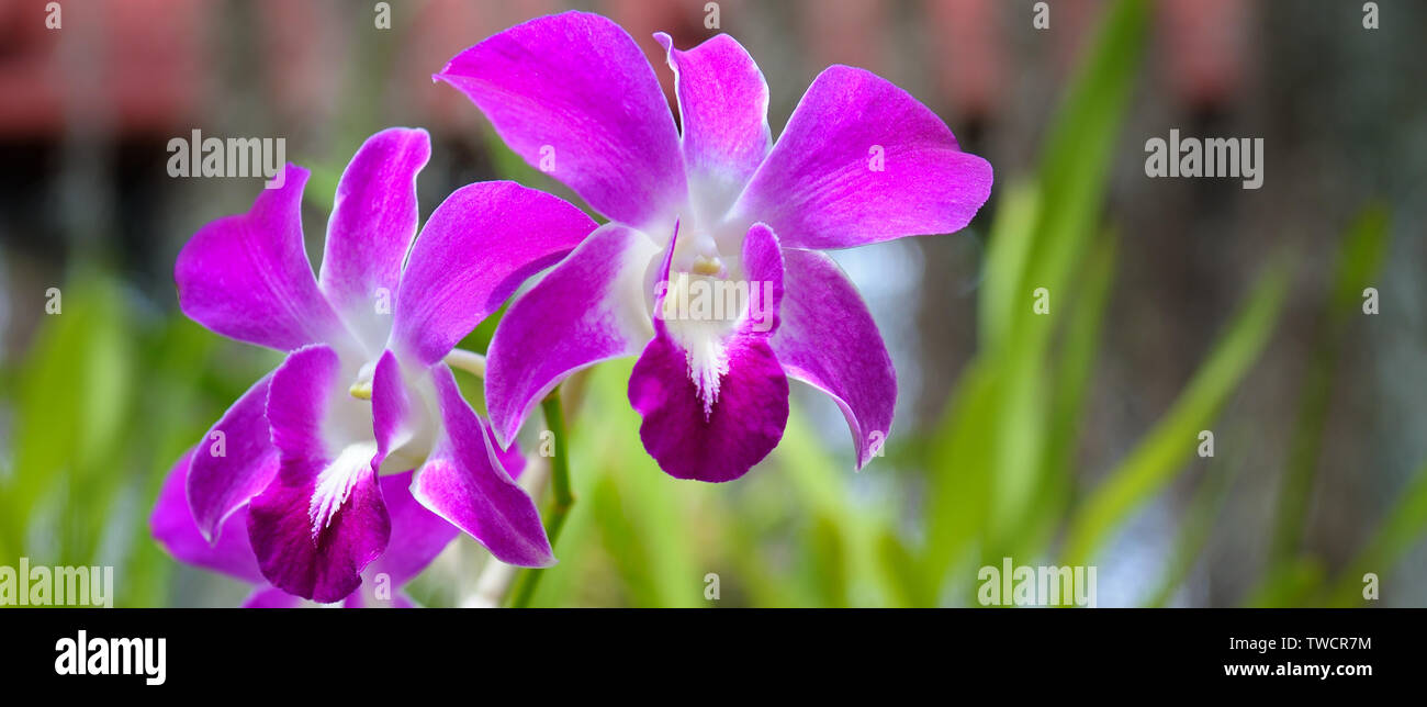 Orchidea Vanda Stockfotos & Orchidea Vanda Bilder Alamy