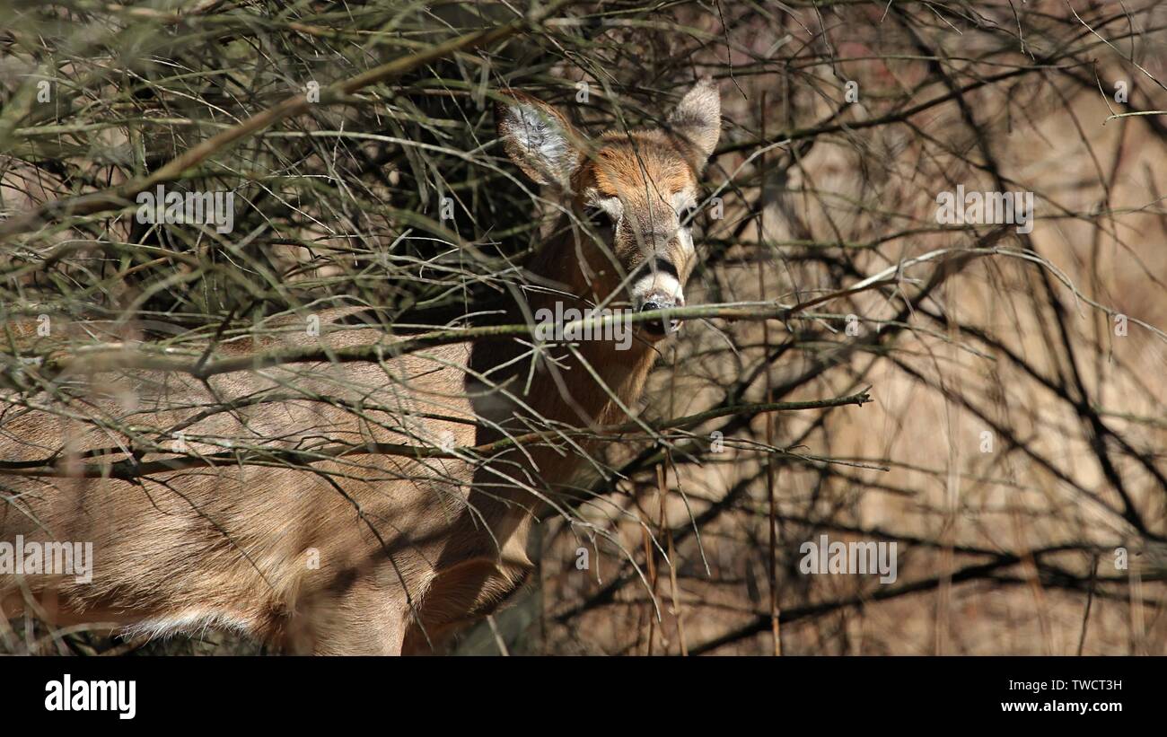 White-tailed Deer Stockfoto