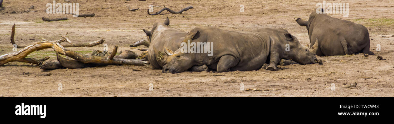 Gruppe der südlichen weißen Nashörner auf dem Boden aufliegt, gefährdete Tierart aus Afrika Stockfoto