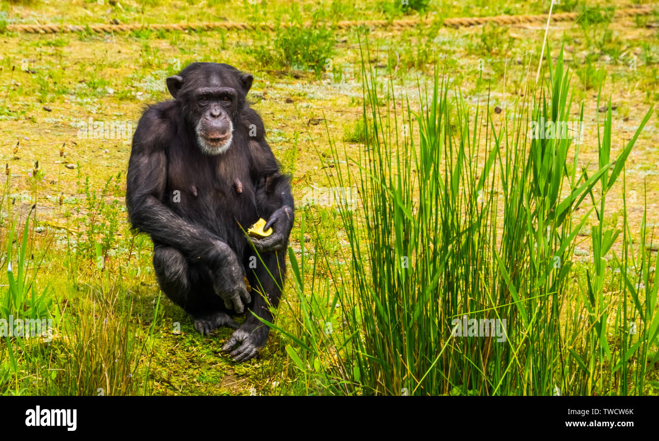 Closeup Portrait eines westlichen Schimpansen halten einige Lebensmittel, Zoo, Fütterung, kritisch bedrohte Primaten specie aus Afrika Stockfoto