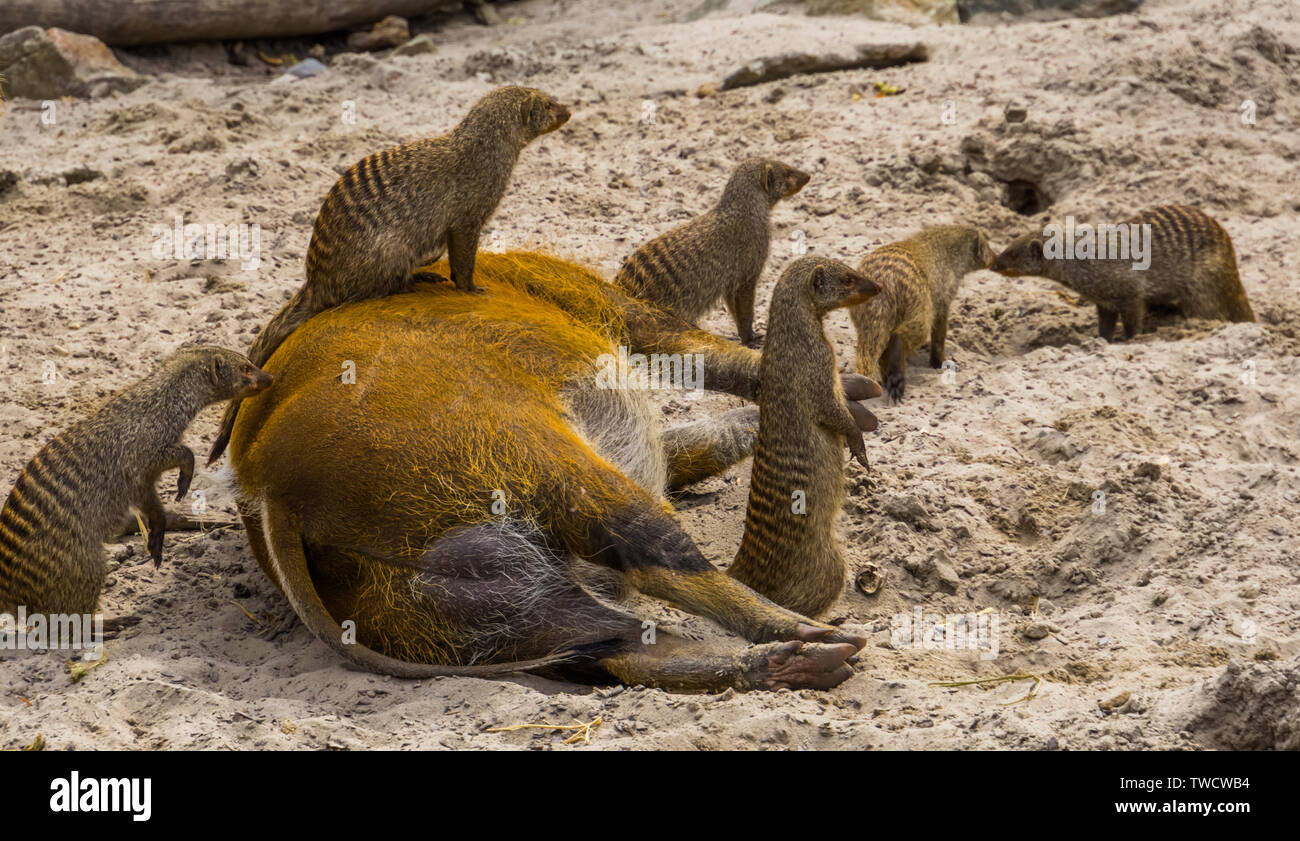 Gruppe von gebänderte Mungos mit einer Sitzung auf einem Red River hog, Tier Zweisamkeit, lustige Tier Verhaltensweisen, Tropische Tierarten aus Afrika Stockfoto