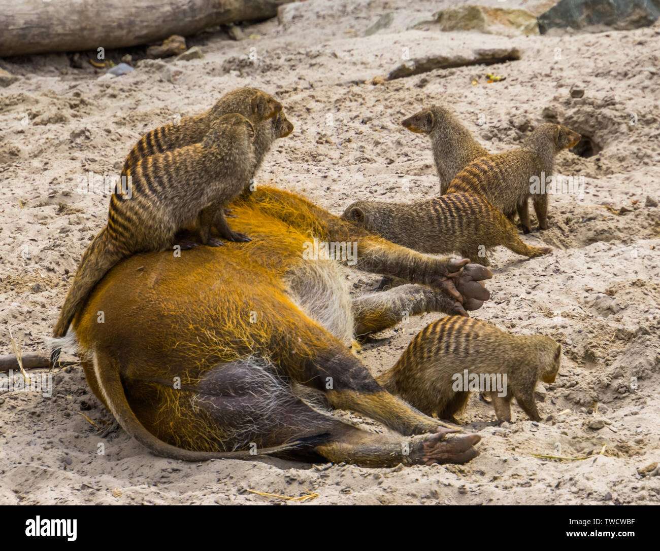 Gruppe von gebänderte Mungos auf einem Red River hog, lustige und niedliche Tier verhalten Stockfoto