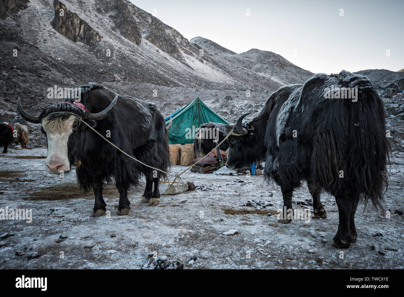 Yaks im Biwak von Jichu Dramo, Wangdue Phodrang Bezirk, Snowman Trek, Bhutan Stockfoto