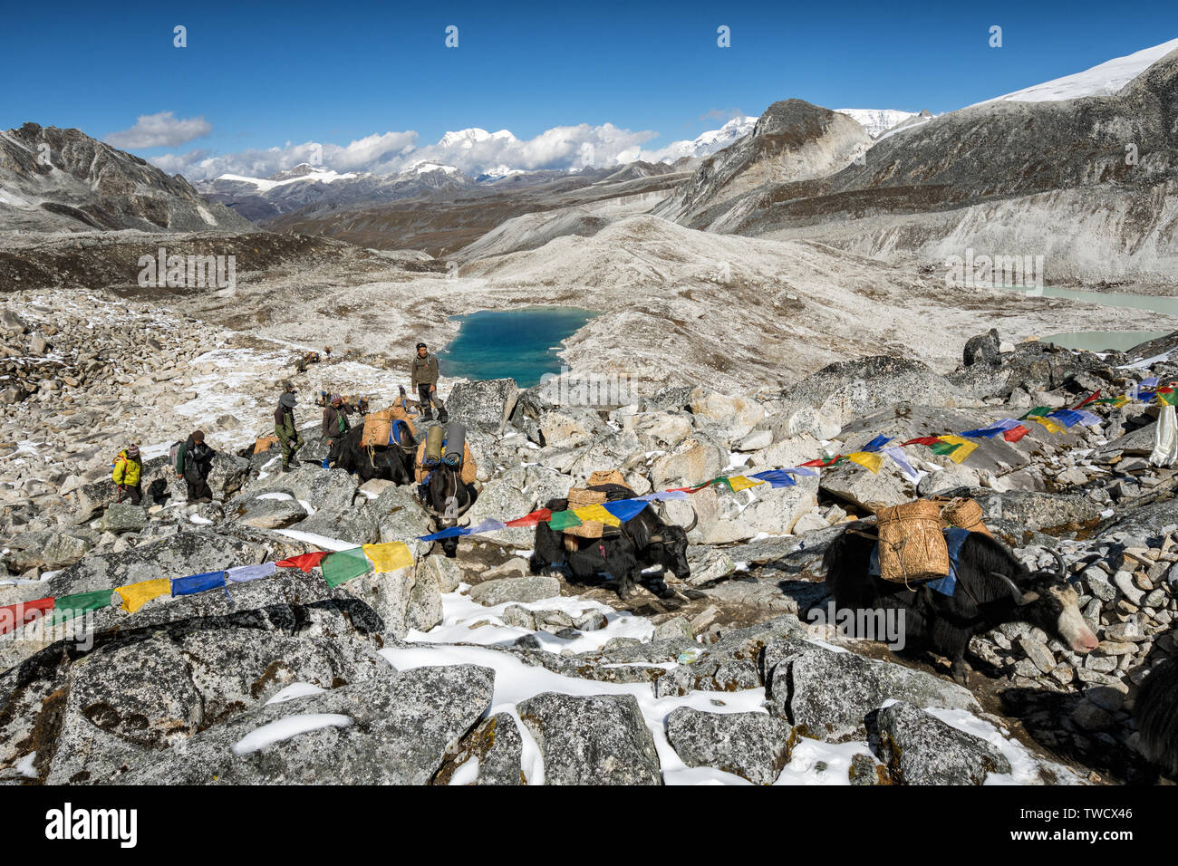 Yaks am Rinchen Zoe La Pass, Wangdue Phodrang Bezirk, Snowman Trek, Bhutan Stockfoto