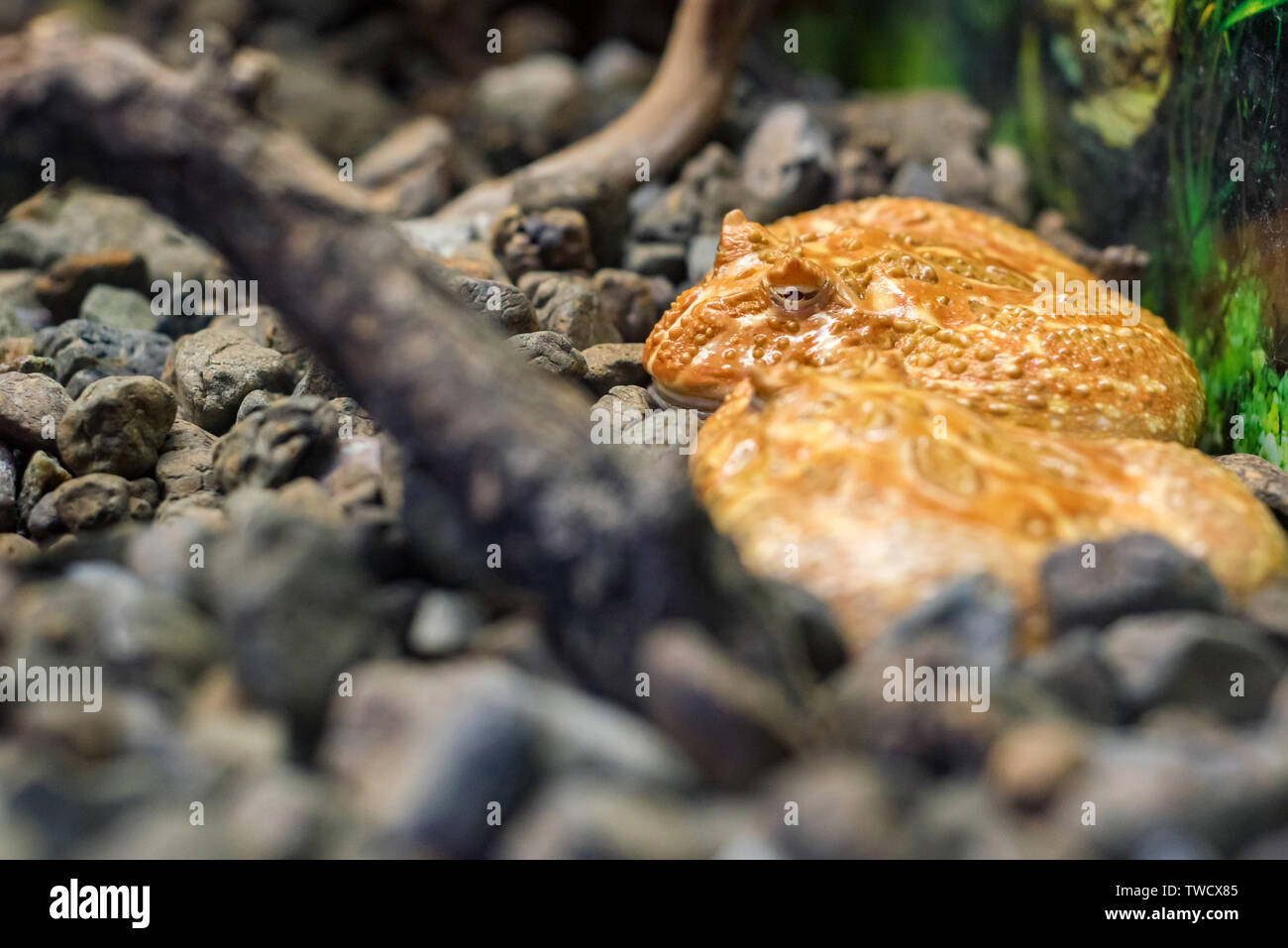 Zwei Argentinien gehörnten Frosch oder Ceratophrys ornata in Tank Ansicht schließen Stockfoto