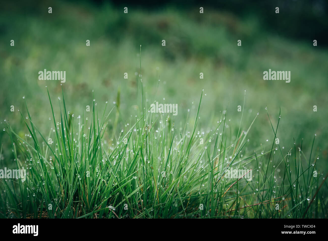 Frische grüne nasse Gras mit Morgen Wasser Tropfen in den Bergen, natürlichen Hintergrund. Schließen oben mit flachen konzentrieren. Stockfoto