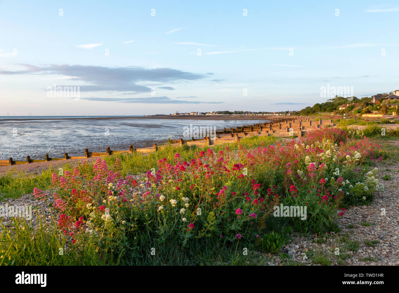 Rot-weiße Baldrian wachsen wild am Kieselstrand von Seasalter an der nördlichen Küste von Kent bei Whitstable, Kent, Großbritannien. Es sind Holzhähne sichtbar. Stockfoto