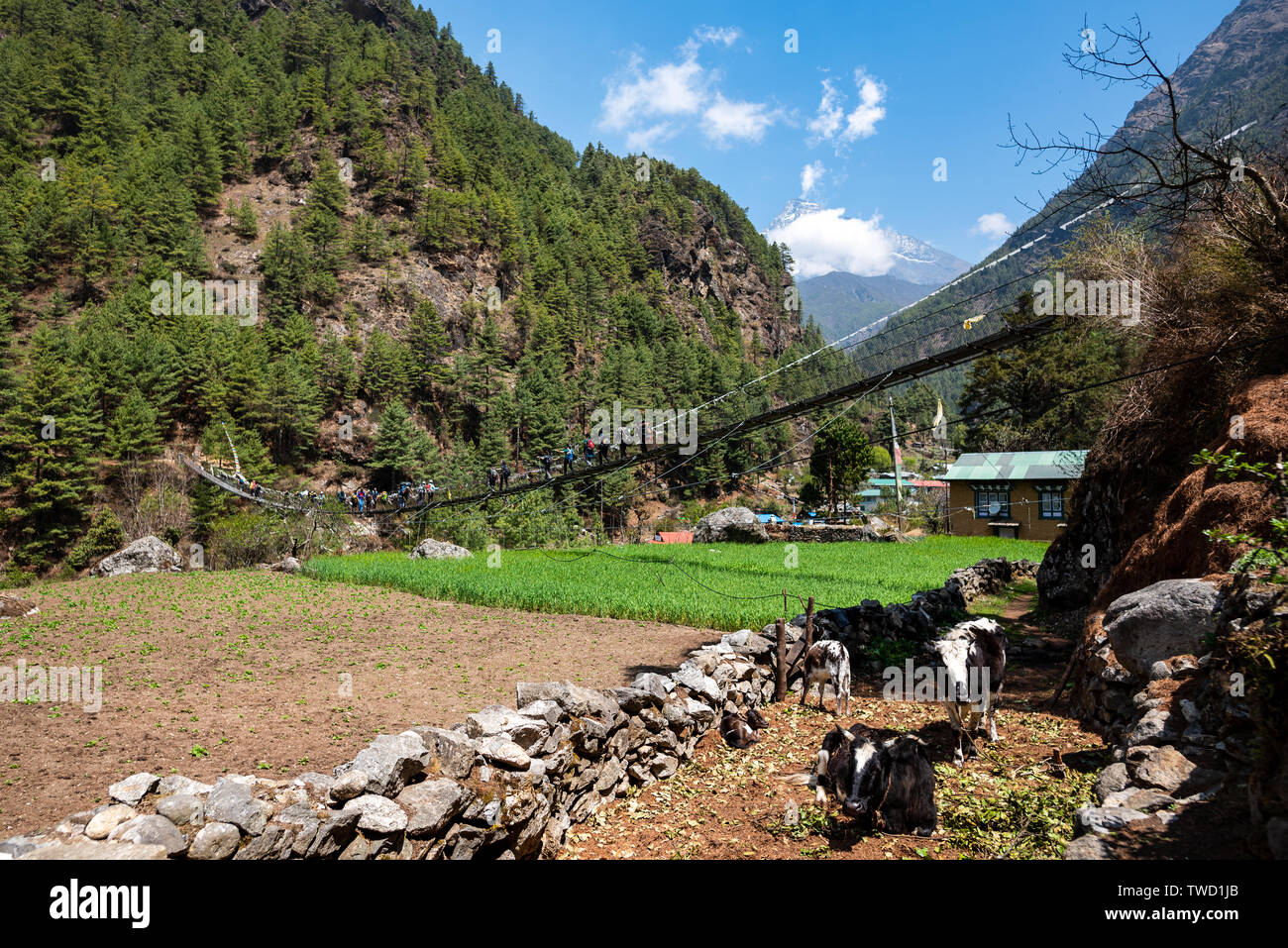 Kühe schlafen unter einer Hängebrücke in bergigen Nepal Stockfoto