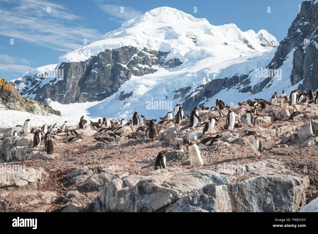 Gentoo Pinguin, Cuverville Island in der Antarktis vom 13. Januar 2019 Stockfoto