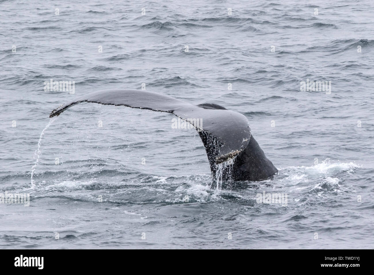 Buckelwale (Megaptera novaeangliae) Erwachsenen Schwimmen im Südlichen Ozean, Antarktis Stockfoto
