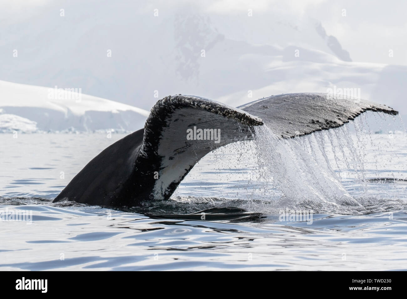 Buckelwale (Megaptera novaeangliae) Erwachsenen Schwimmen im Südlichen Ozean, Antarktis Stockfoto