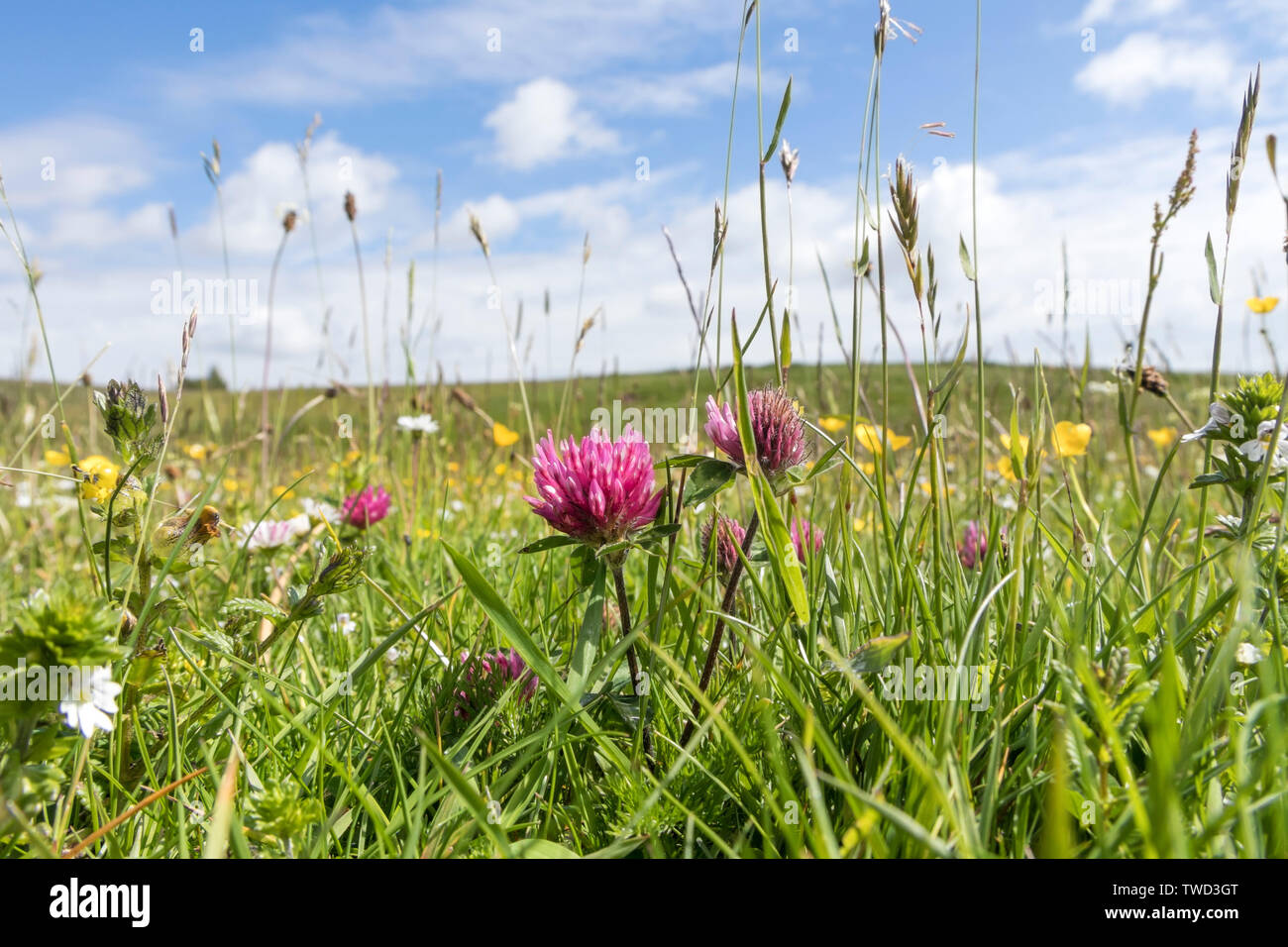 Norden Pennine wilde Blume Heu Wiese, Obere Teesdale, County Durham, UK Stockfoto