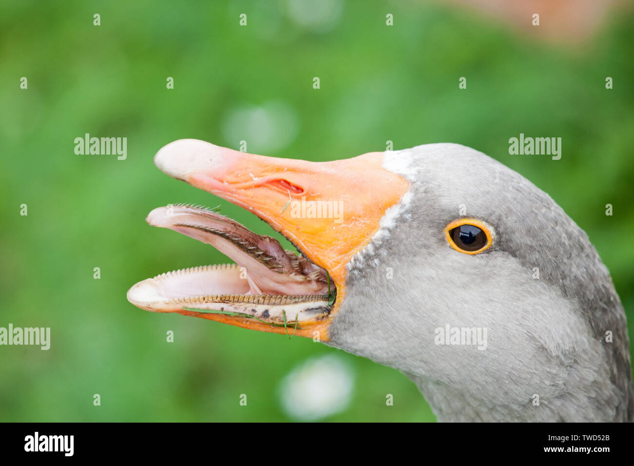 Grey Goose Kopf mit geöffnetem Schnabel und ängstlich Zähne Detailansicht auf grünem Gras Sommer outdoor Hintergrund Stockfoto